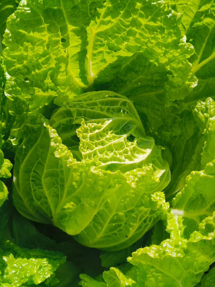 Hongbao Heading Cabbage