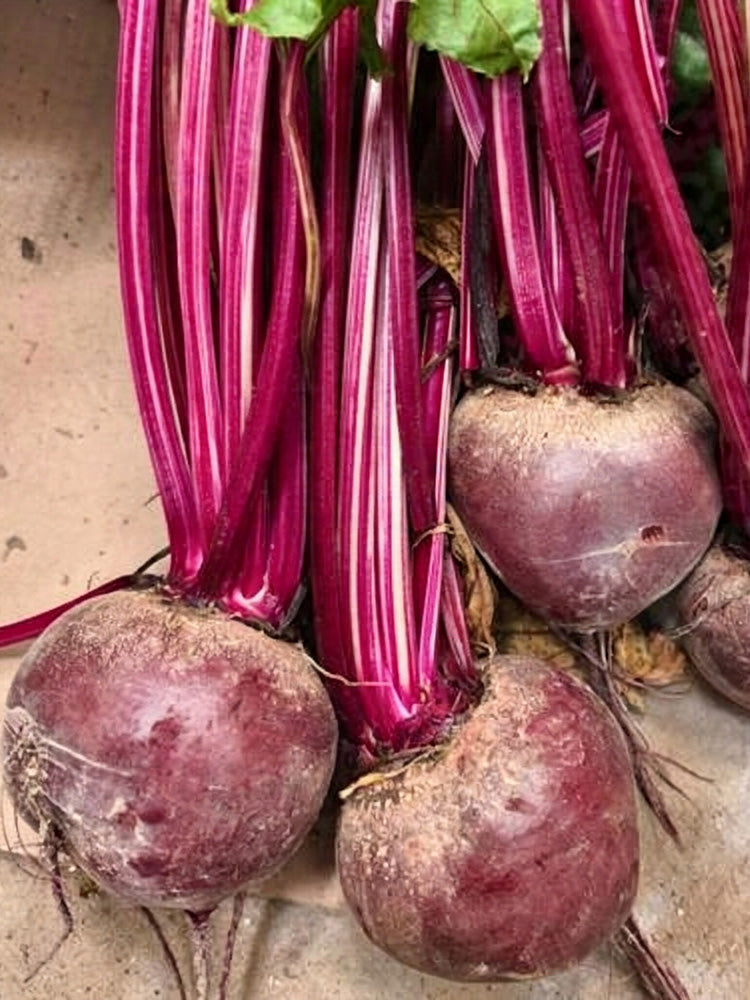 HC Purple Top Beet