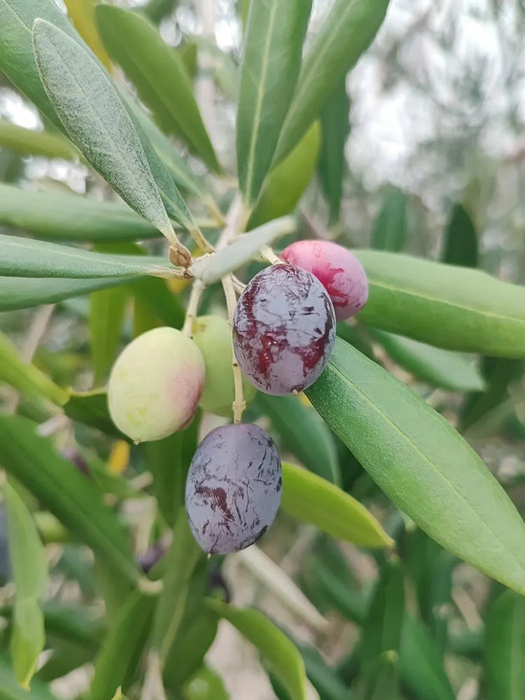Olive Tree