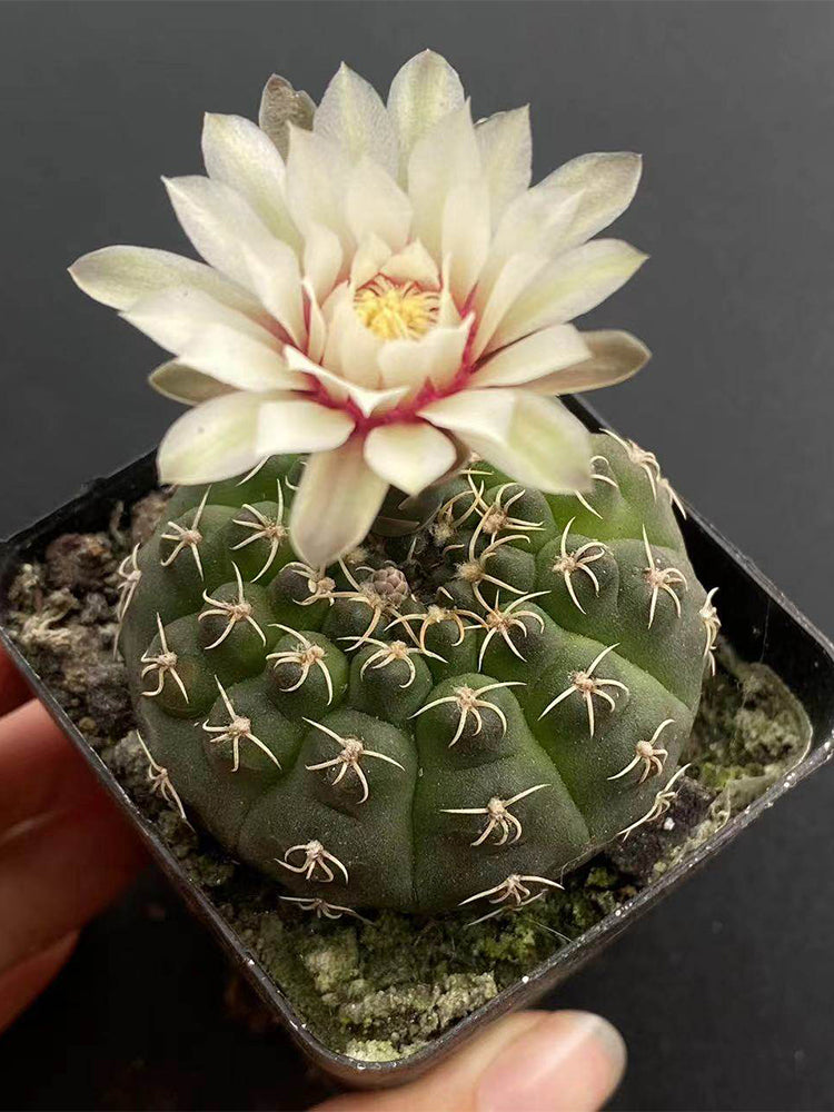 Gymnocalycium quehlianum 'White Spines'