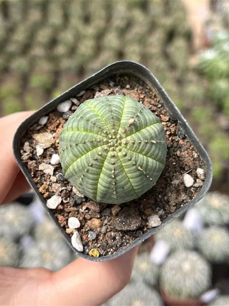 Euphorbia obesa 'Baseball' Live Succulent