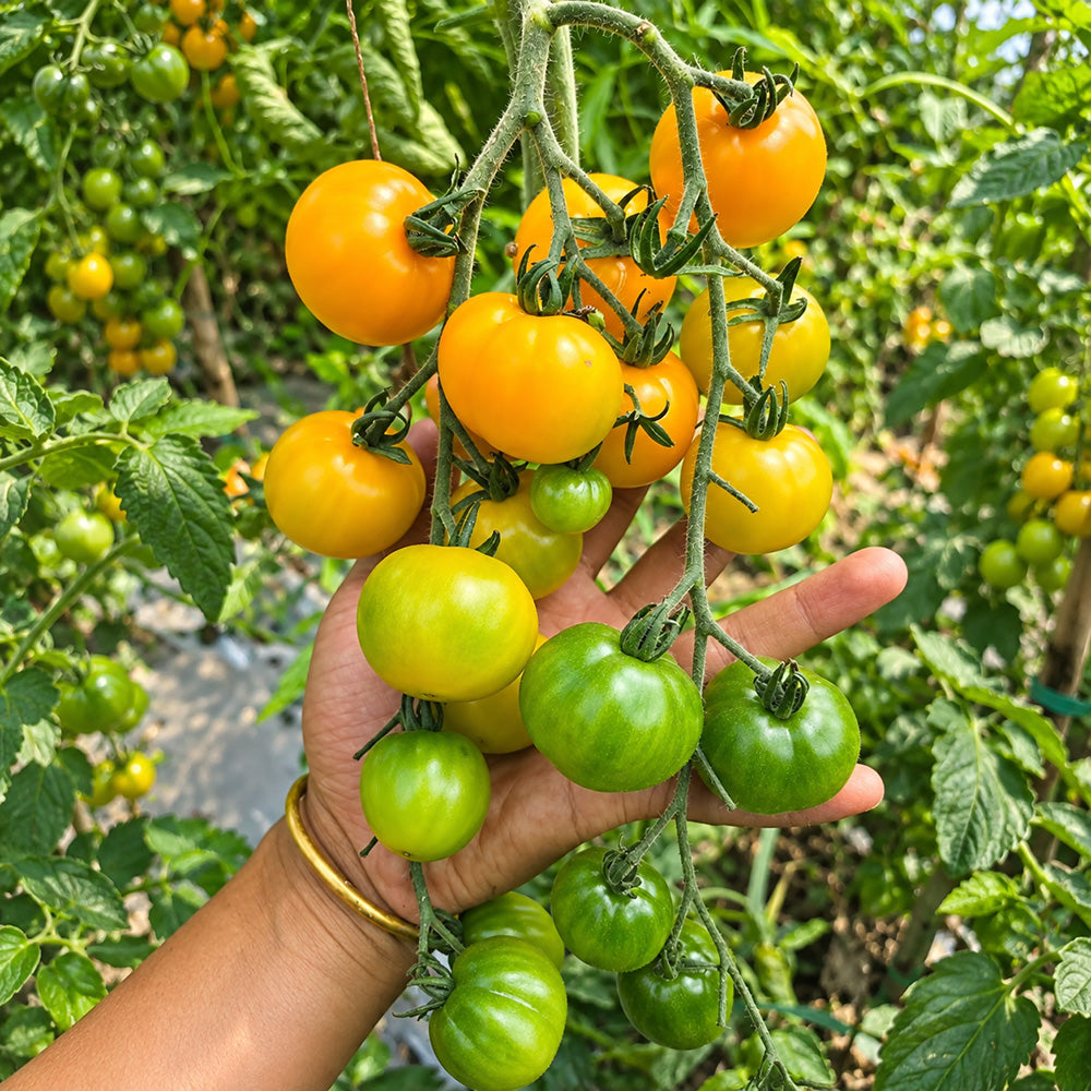366 Marizol Magic Tomato