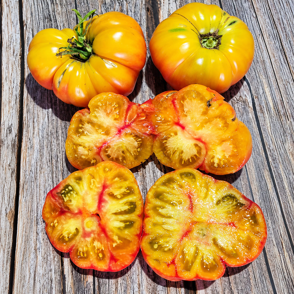 559 Oaxacan Jewel Tomato