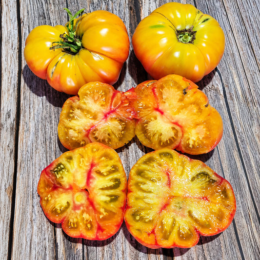 559 Oaxacan Jewel Tomato