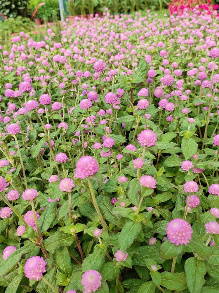 Hezhichun Pink Globe Amaranth