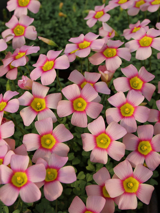 Oxalis obtusa Series Bulb - 'Aurora'