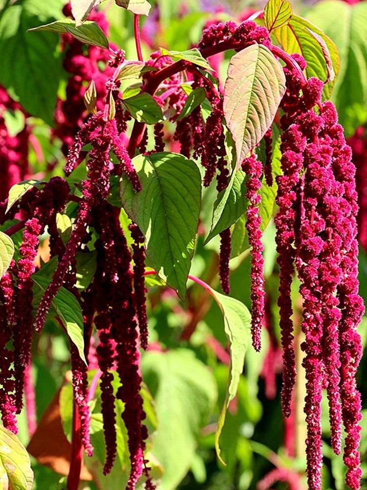 Red Love-Lies-Bleeding