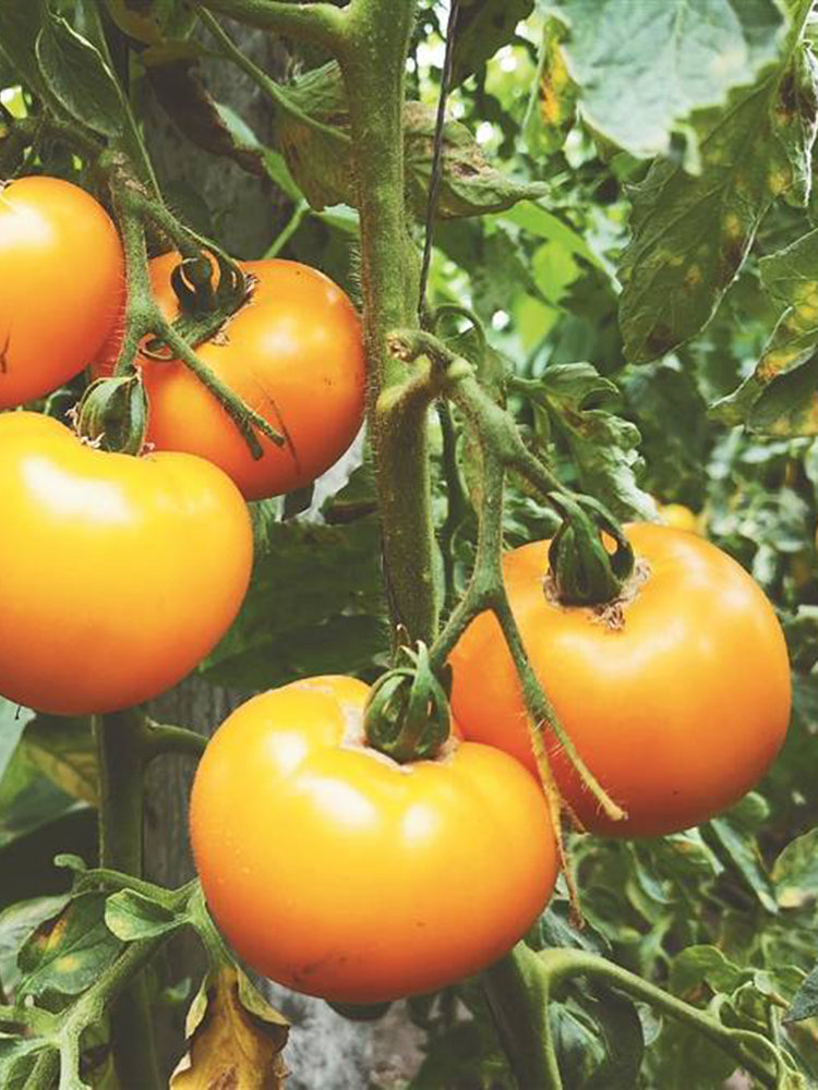'Golden Apple' Big Yellow Tomato