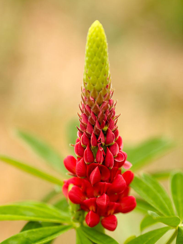 Red Lupin
