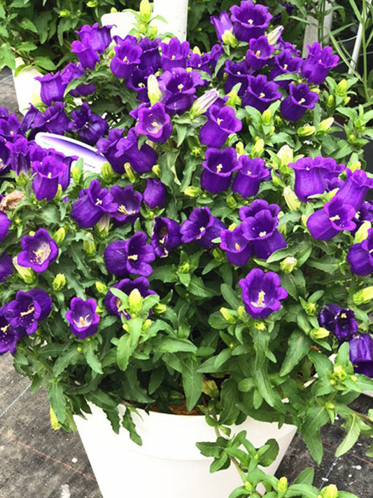 Canterbury Bells, Purple