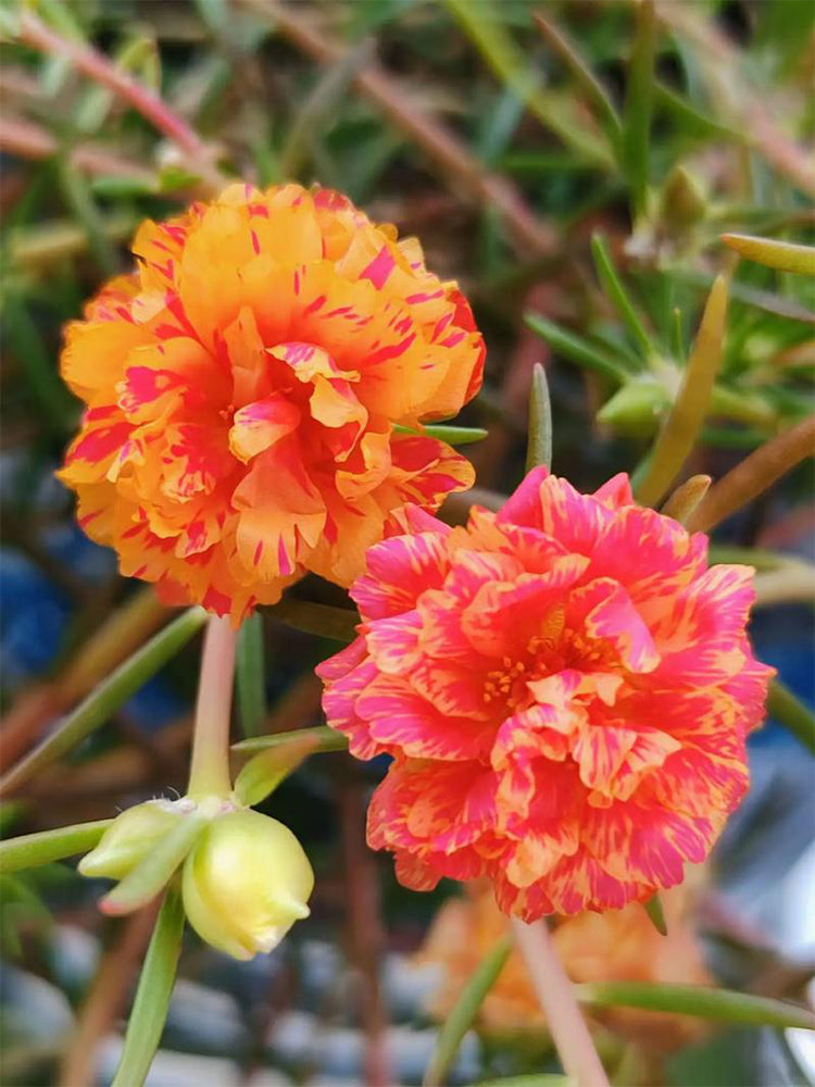 Hezhichun Mixed Double Portulaca