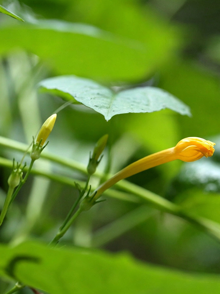 Yellow Little Cow Morning Glory
