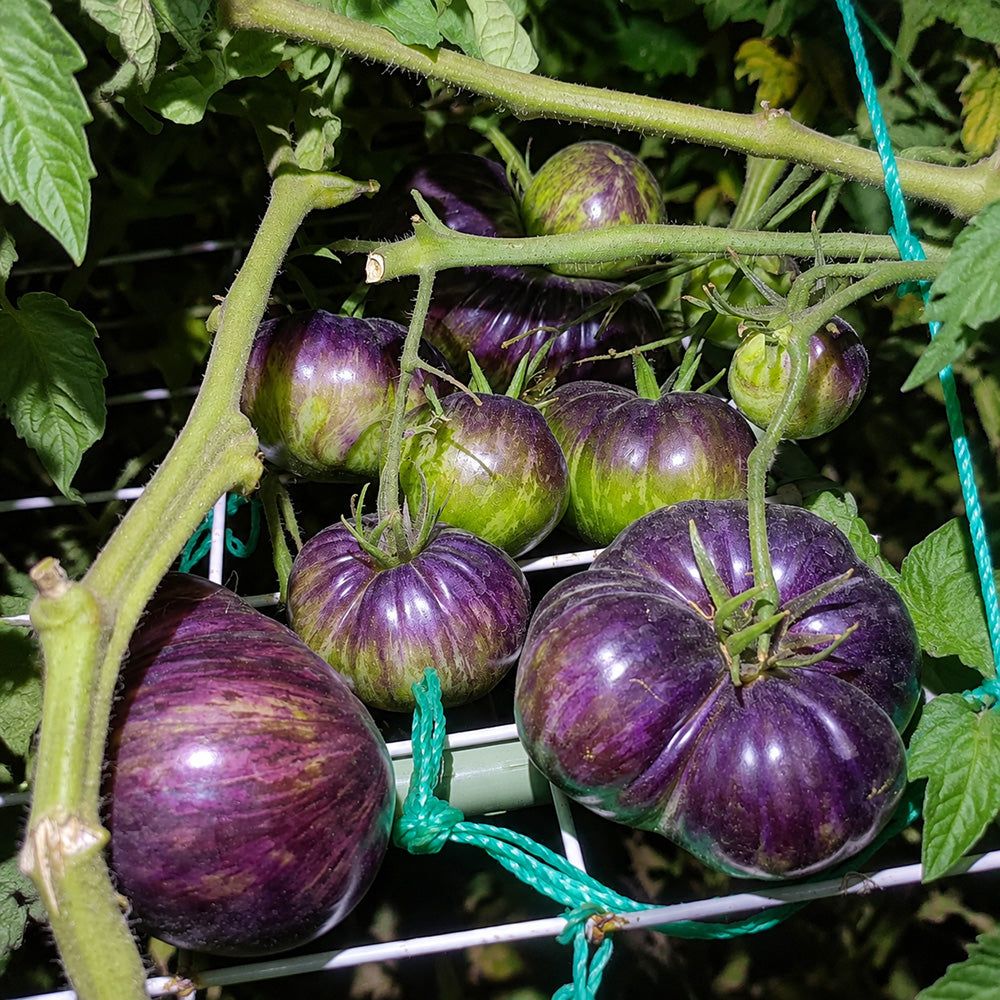 56 Rebel × Marsha's Beefsteak Tomato