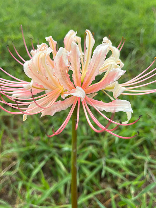 Lycoris squamigera 'White Chunxiao'