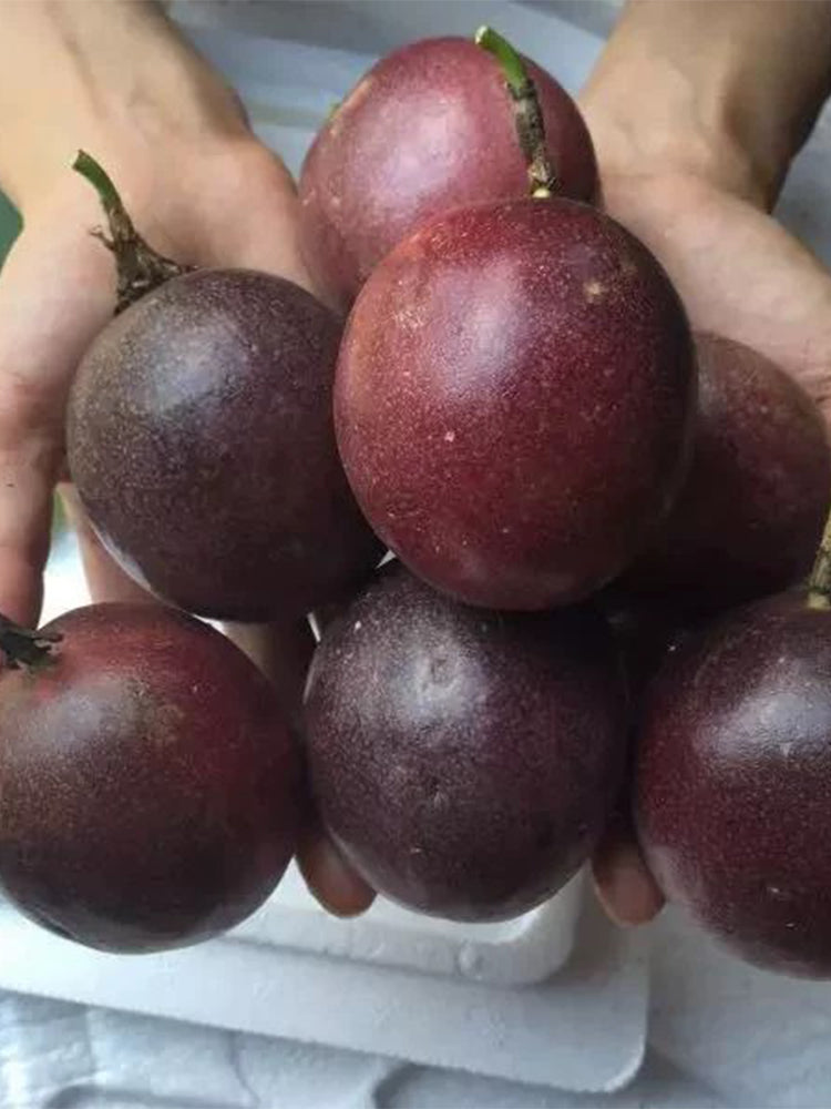 Mixed Purple & Yellow Passion Fruit