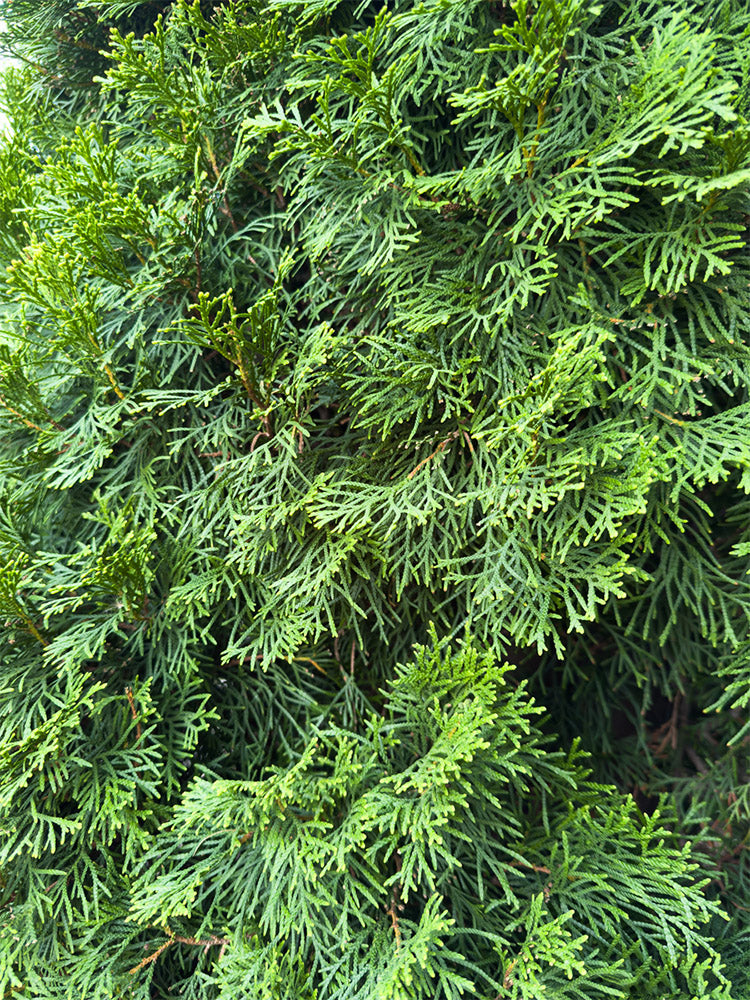 Chinese Arborvitae (Platycladus orientalis)