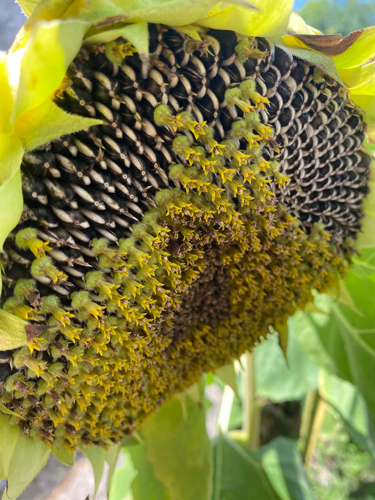 Dwarf Edible Sunflower