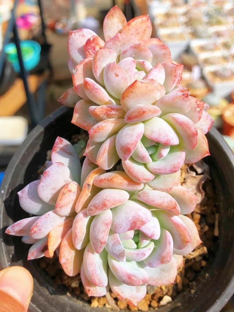 Echeveria cv. 'Snow of Dreams'