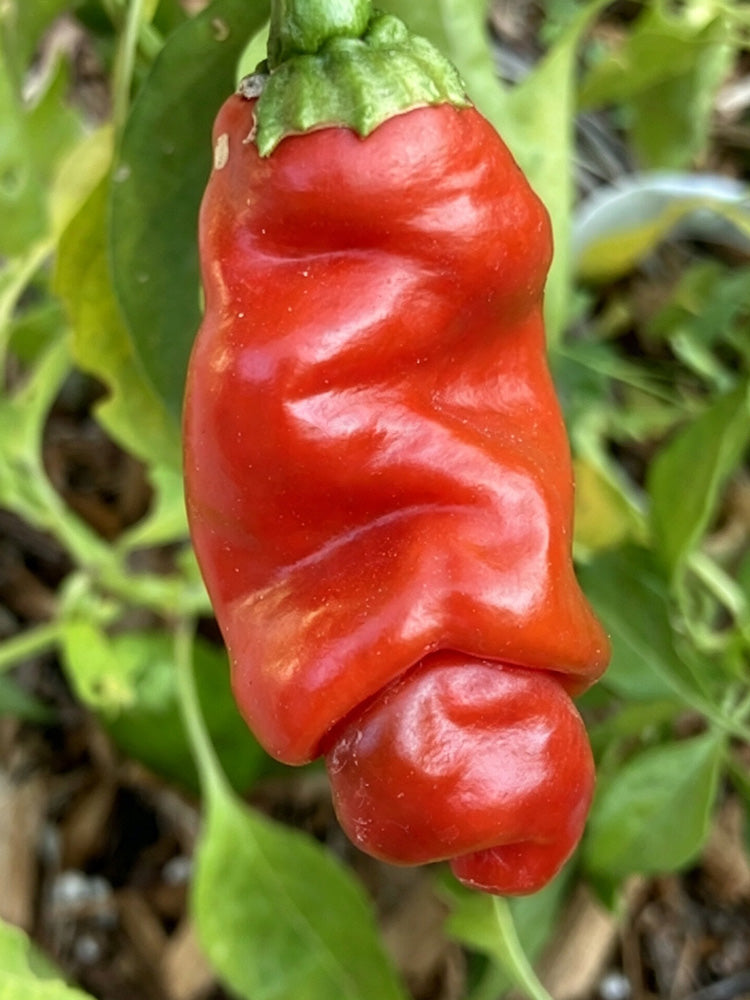 Red Peter Pepper