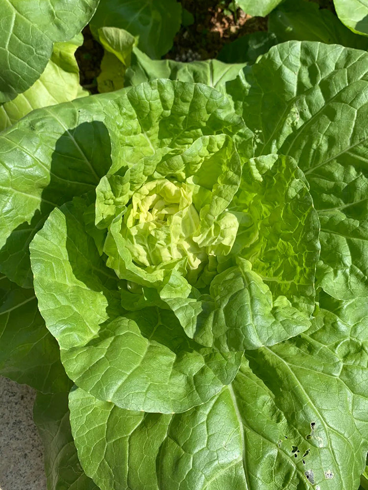 Hongbao Heading Cabbage
