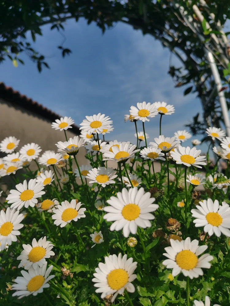 White Crystal Daisy