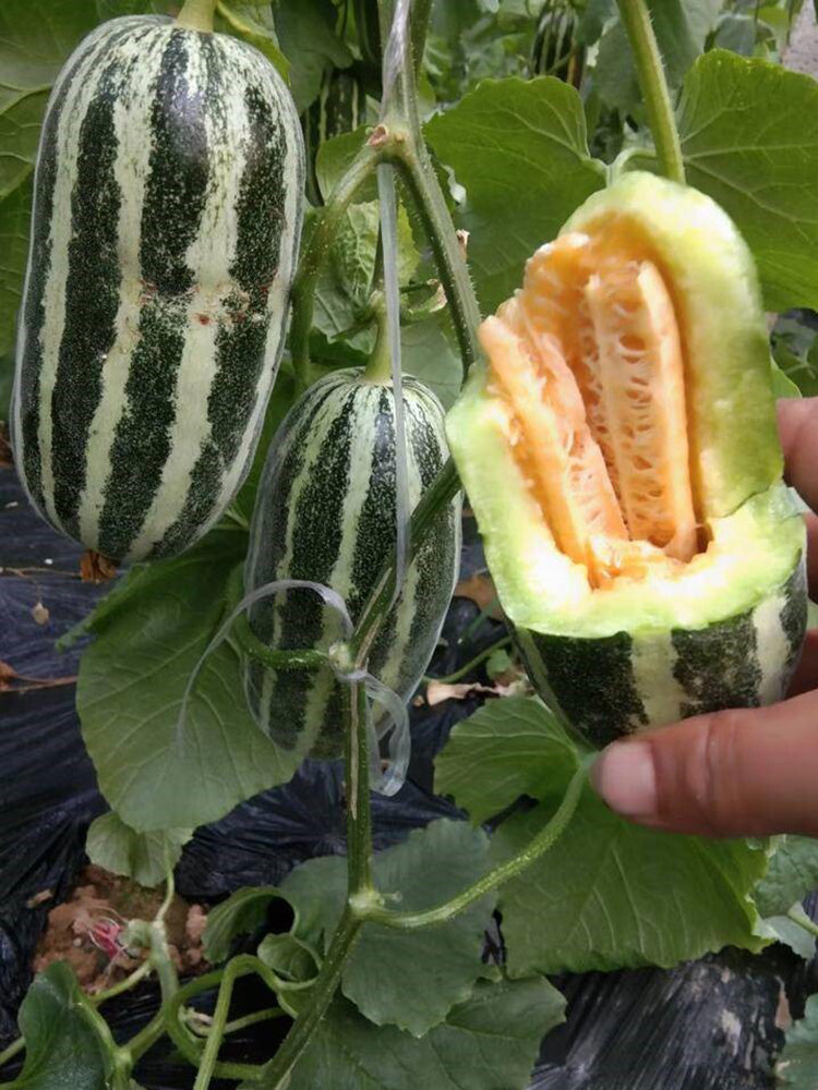 'Boyang No.9' Sesame Honey Melon