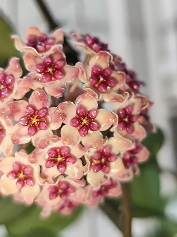 Hoya 'Sweet' Unrooted Stem Cuttings