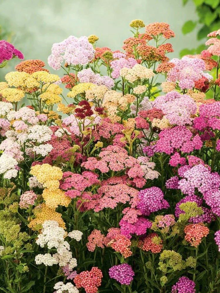 Yarrow, Mixed