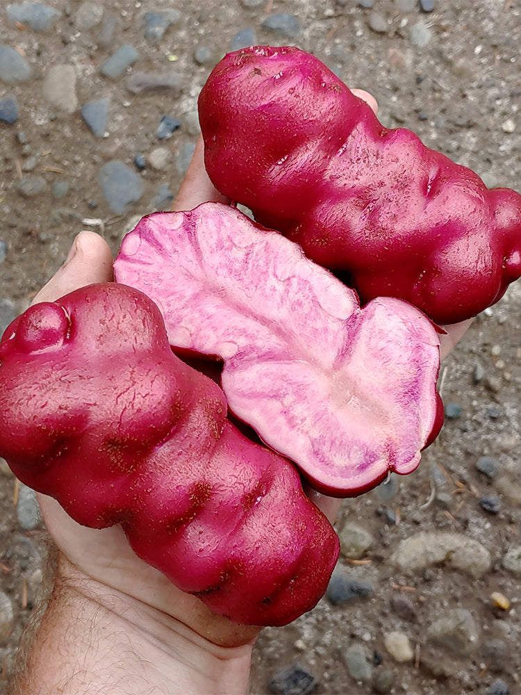 True Potato Seeds (TPS), Lookin' Waqy
