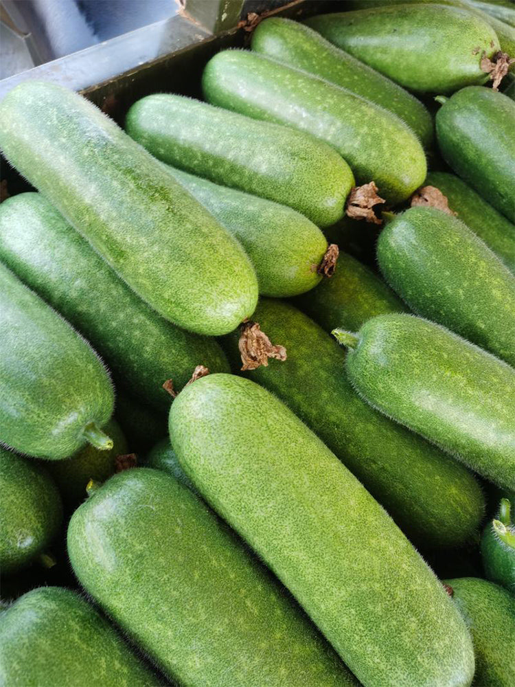 Baoli F1 Hybrid Hairy Gourd