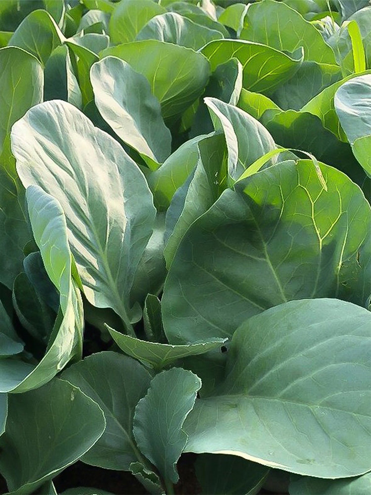 Heat-Tolerant Round-Leaf Chinese Kale