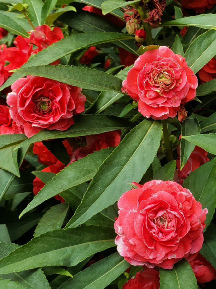 'Buddha's Hand' Impatiens