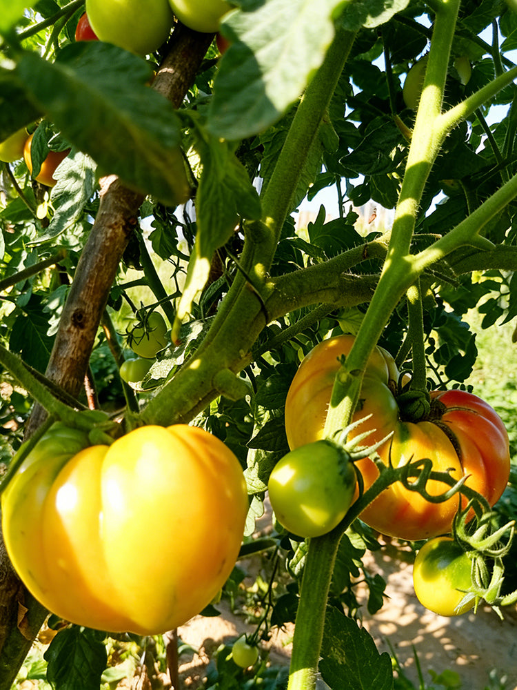 Cocktail Fruit Tomato