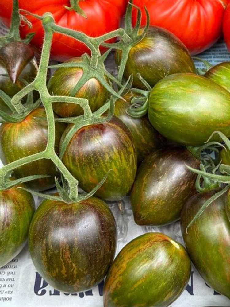 Giovanni Tomato