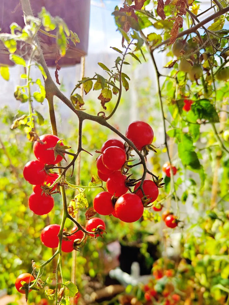 Hanging Tomato