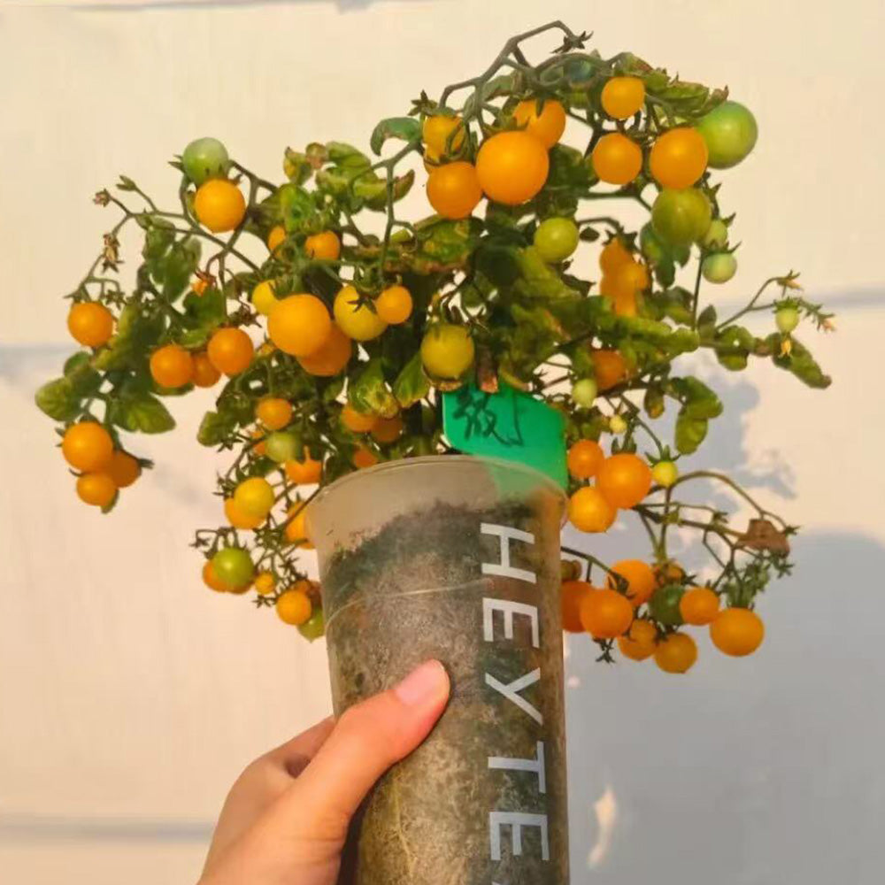 605 Eden Micro No. 5 Tomato