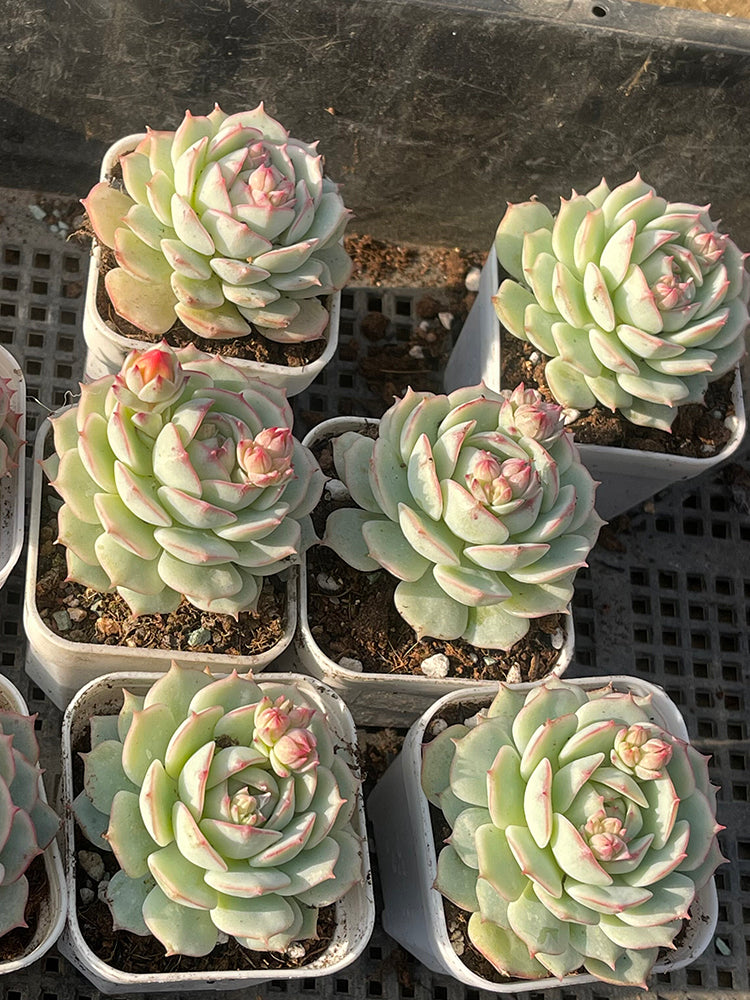 Echeveria derenbergii Captain Hay