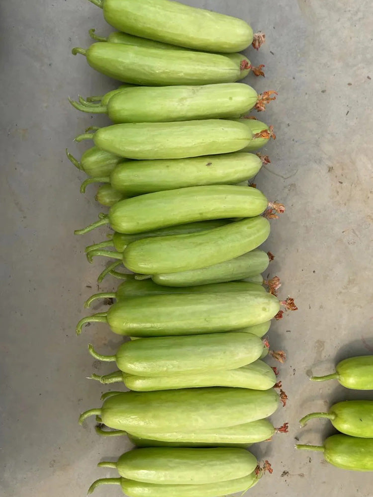 'Zhongnong Cuiyu No.4' Fruit Cucumber