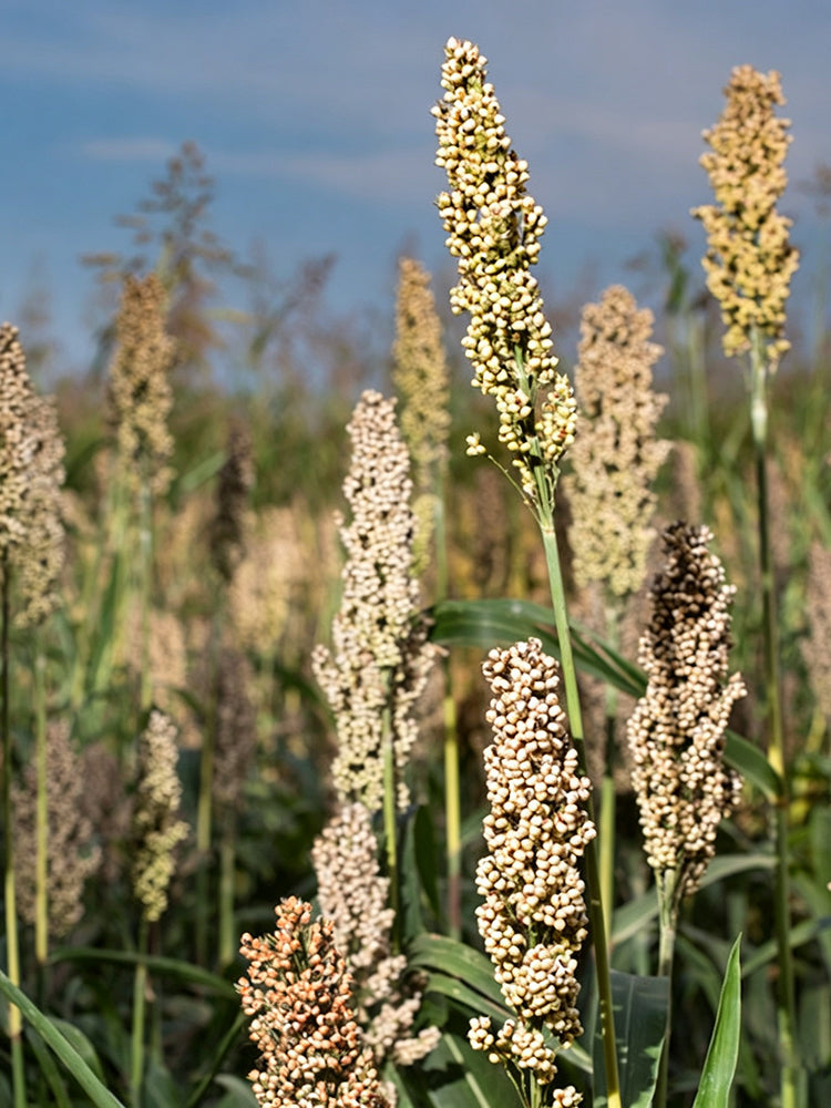 'Bainuo No.1' White Waxy Sorghum