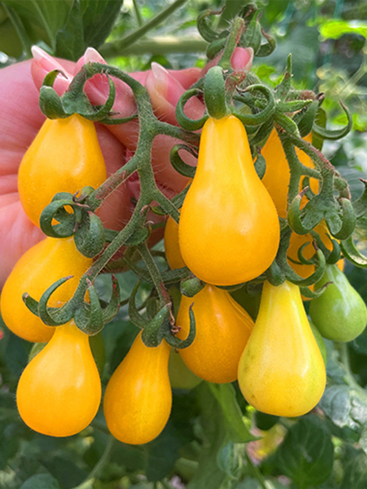 Yellow Pear Cherry Tomato