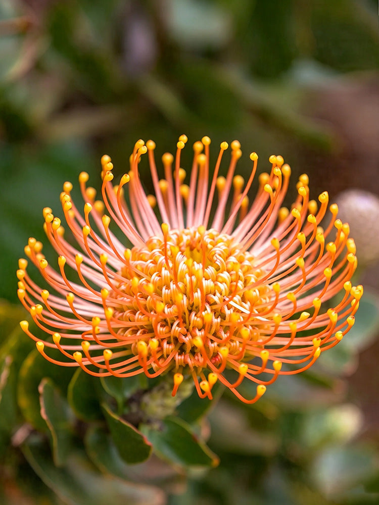 Orange Pincushion Protea