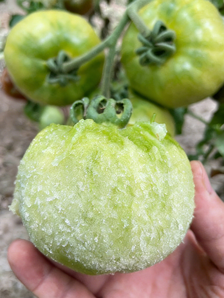 Super Sweet Sandy Green Tomato