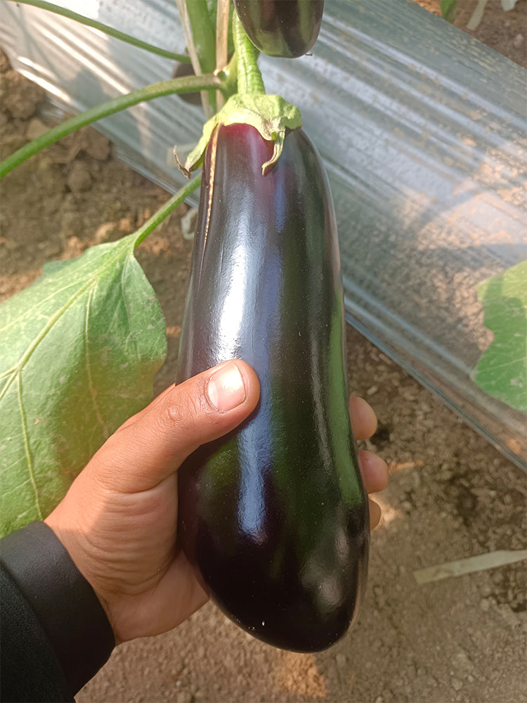 Delicious Grilling-Friendly Eggplant