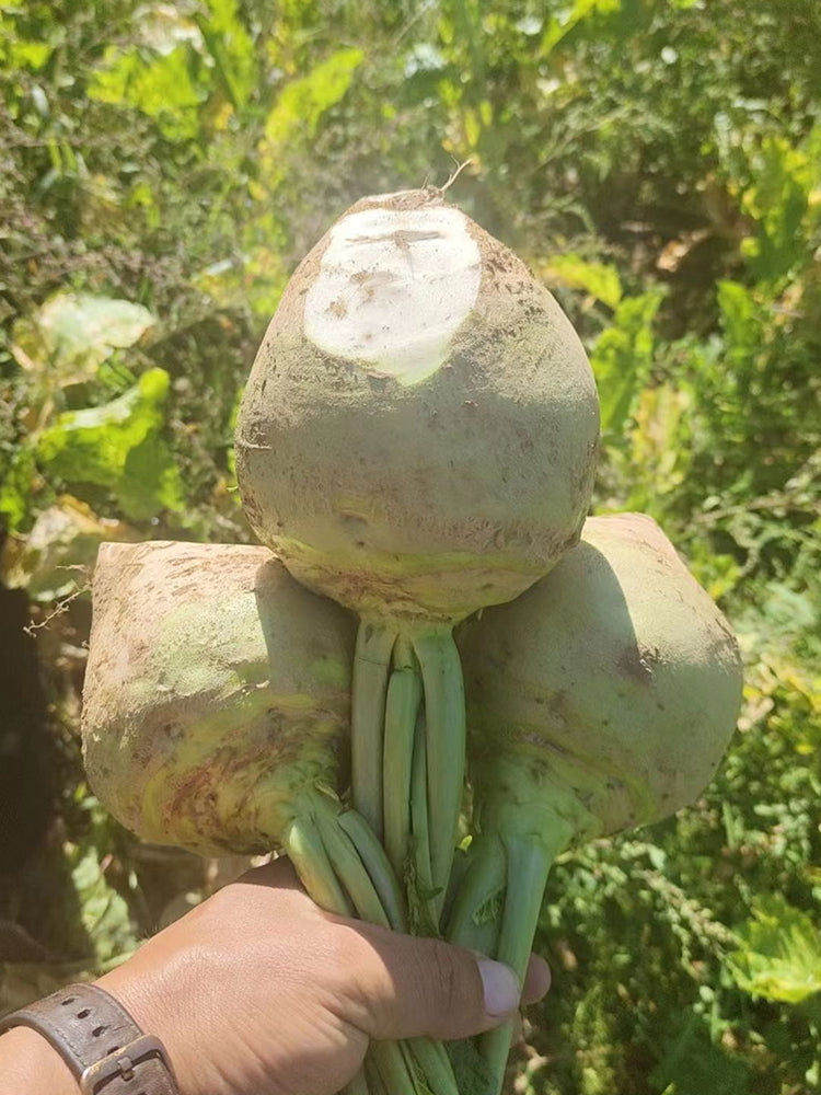 'Erdaomei' Root Mustard