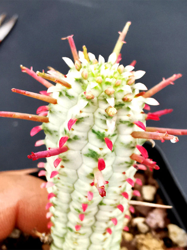 Euphorbia mammillaris 'Variegata'