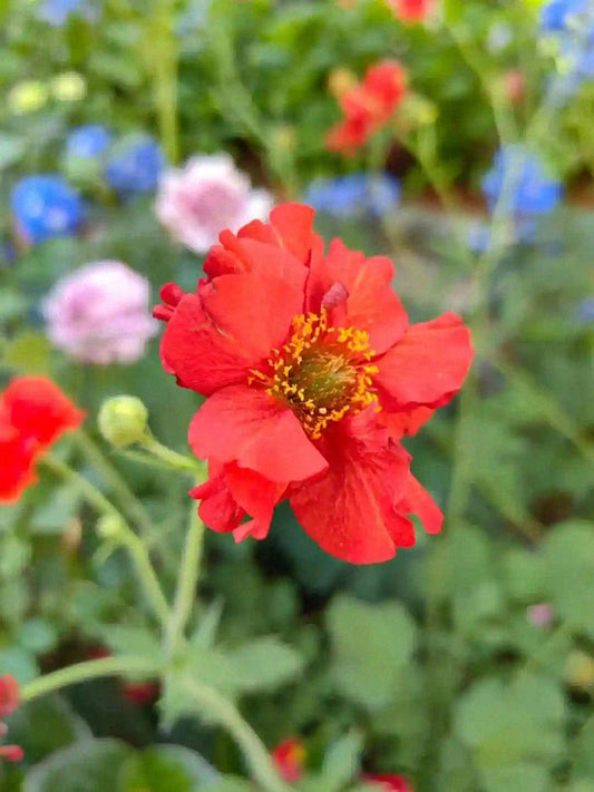 Crimson Ocean Avens (Geum coccineum)