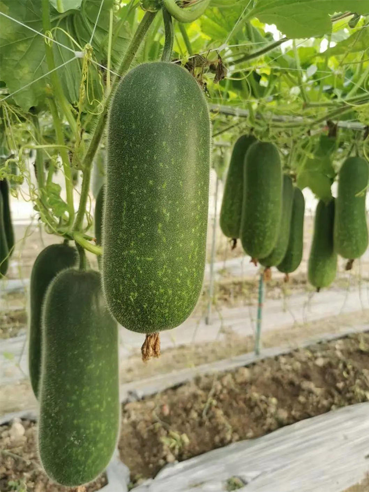 Baoxing F1 Hybrid Hairy Gourd