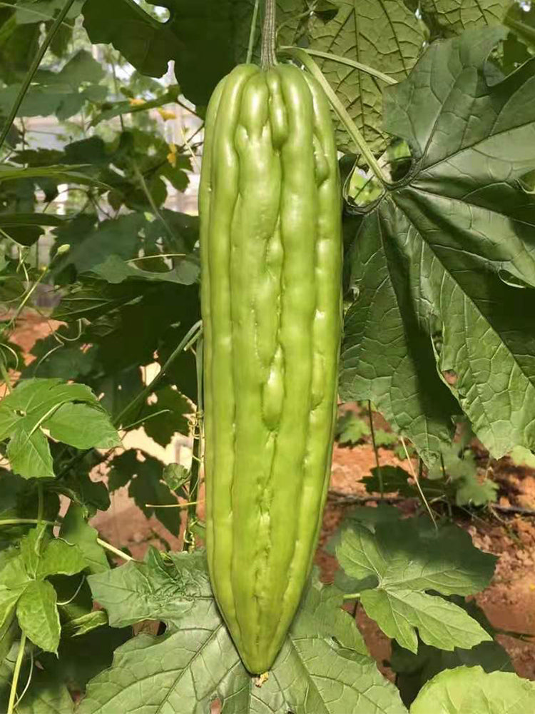 'Xinjinxiu No.12' Bitter Melon