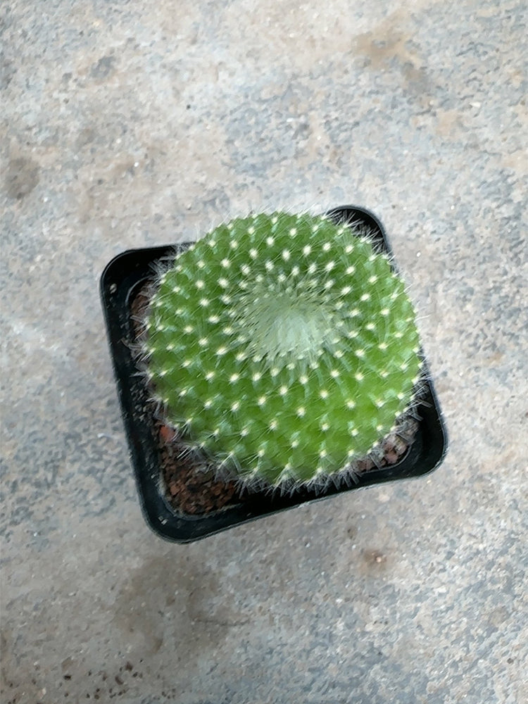 Parodia haselbergii subsp. graessneri 'Green'