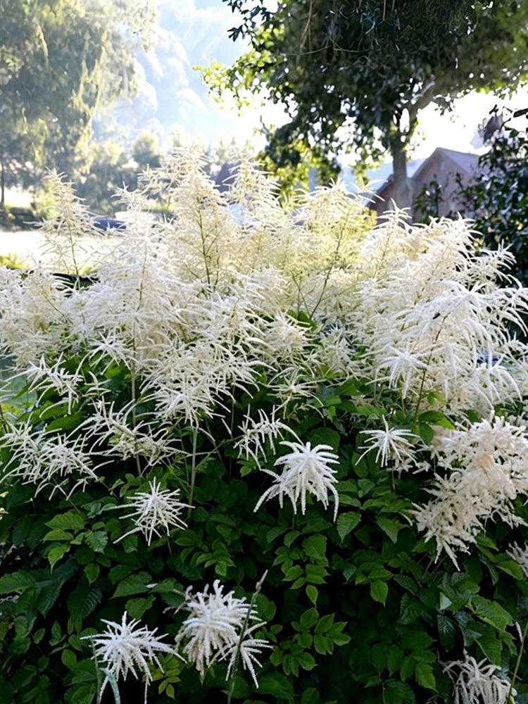 Goat's Beard